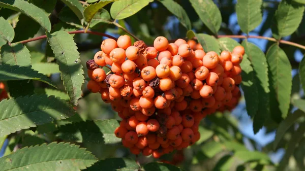 Ashberry no dia ensolarado seco — Fotografia de Stock
