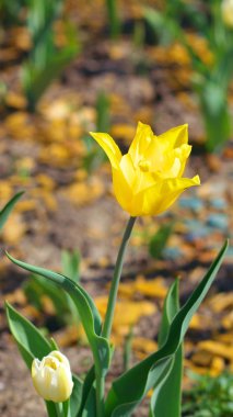 Baharda sarı lale