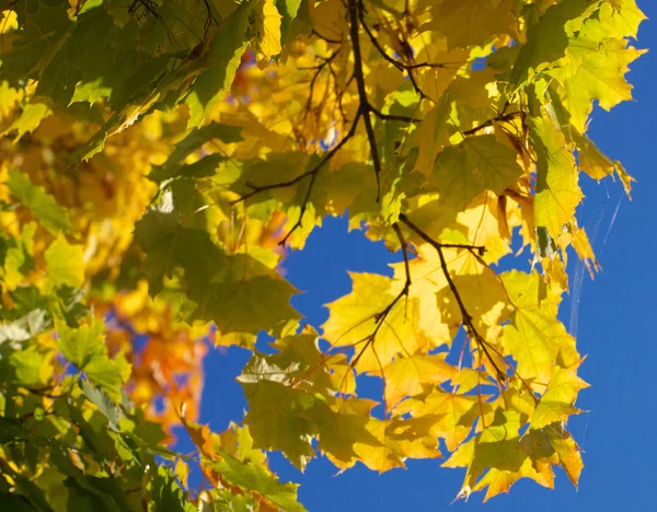 Sárga juharfa levelek a fán — Stock Fotó