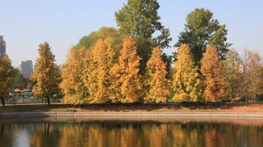 Şehir parkı altın yağmuru