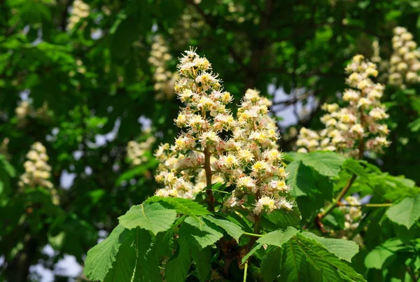 Castanha na primavera — Fotografia de Stock