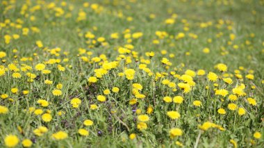 Bahar günü karahindiba