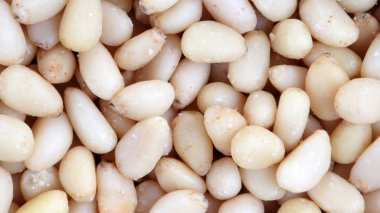 Bir sürü sedir fıstığı.