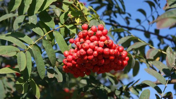 Ashberry at dry sunny day — Stock Photo, Image