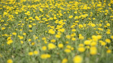 Bahar günü karahindiba