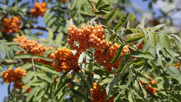 Ashberry ξηρά ημέρα — Φωτογραφία Αρχείου