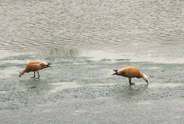 Two geese on ice — Stock Photo, Image