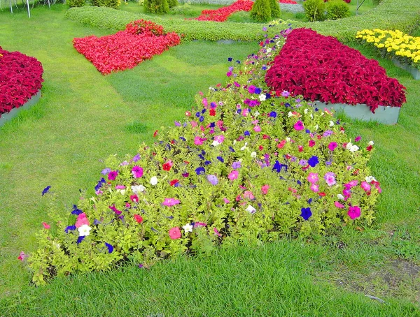 Flowerbed — Stock Photo, Image