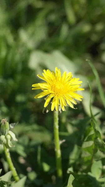 Dandelion at Spring  dry day — Stock Photo, Image