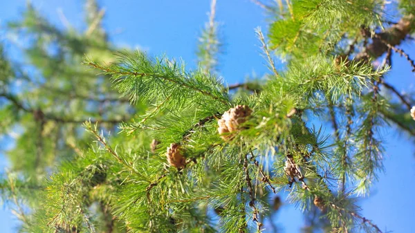 Fir tree at dry day — Stock Photo, Image