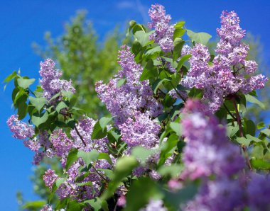 Leylak bahar kuru gün