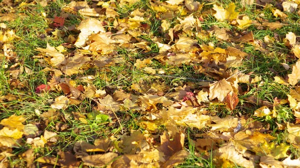 Gele esdoorn tapijt in de herfst — Stockfoto