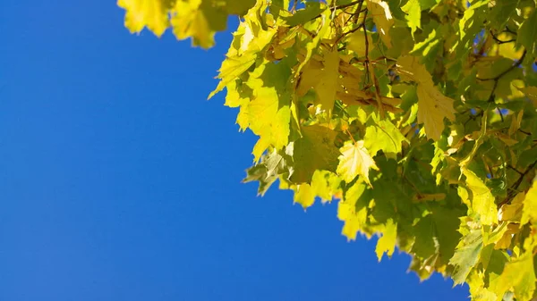 Żółte liście klonu na drzewie — Zdjęcie stockowe