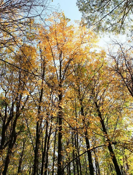 Δέντρα το φθινόπωρο — Φωτογραφία Αρχείου
