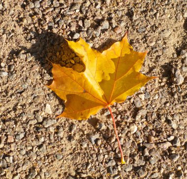 Dünya üzerindeki akçaağaç yaprağı