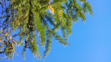 Kuru gün köknar ağacı