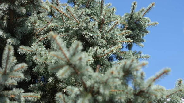 Fir tree at dry day — Stock Photo, Image