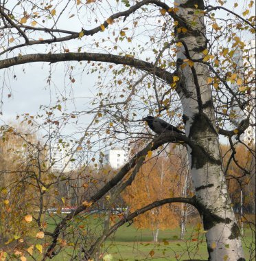 huş ağacı üzerine karga