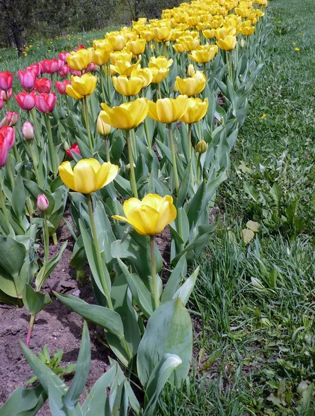 Red and yellow tulip at spring — Stock Photo, Image