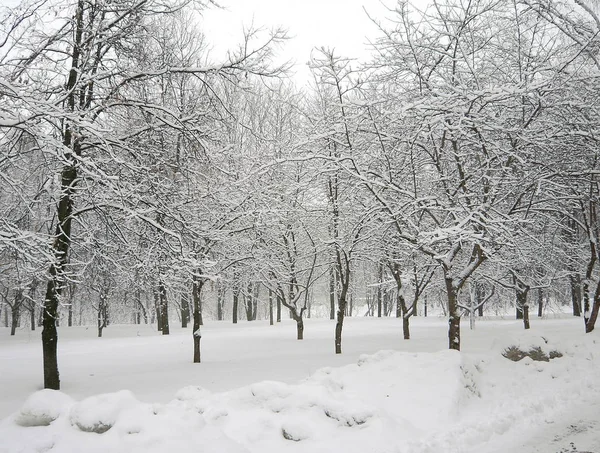 Após a queda de neve — Fotografia de Stock