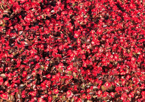 Petites fleurs rouges — Photo