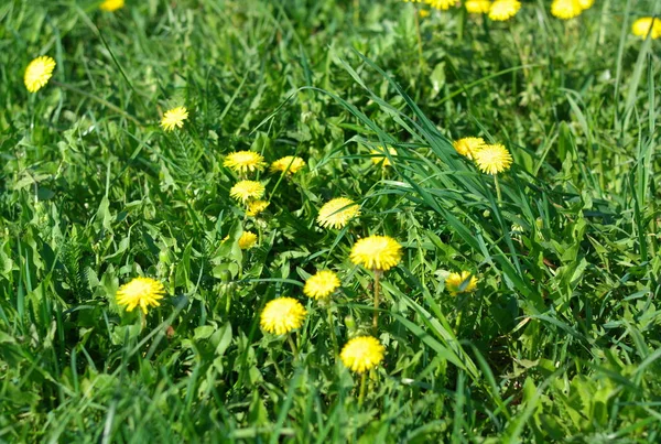 Paardebloem op droge lente — Stockfoto