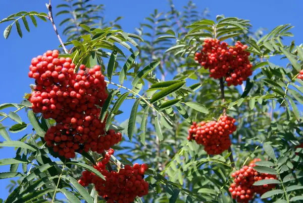 Ashberry à la journée sèche ensoleillée — Photo