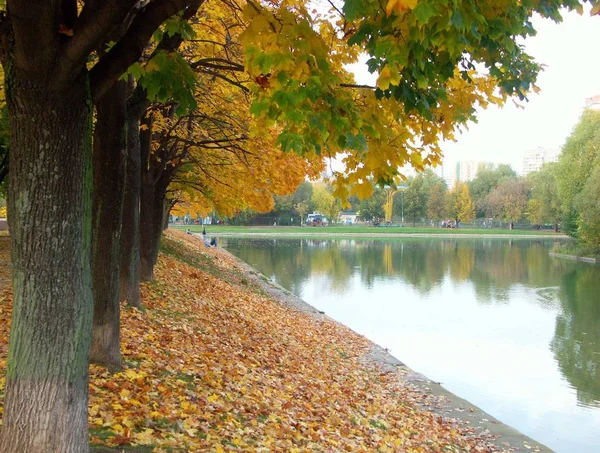 Maple alley — Stockfoto