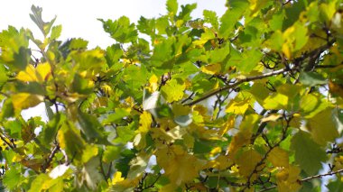 Gökyüzü arkaplanındaki yeşil yapraklar