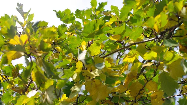 Folhas verdes no fundo do céu — Fotografia de Stock