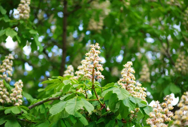 Castanha na primavera — Fotografia de Stock