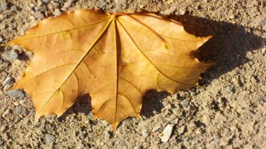 Dünya üzerindeki akçaağaç yaprağı