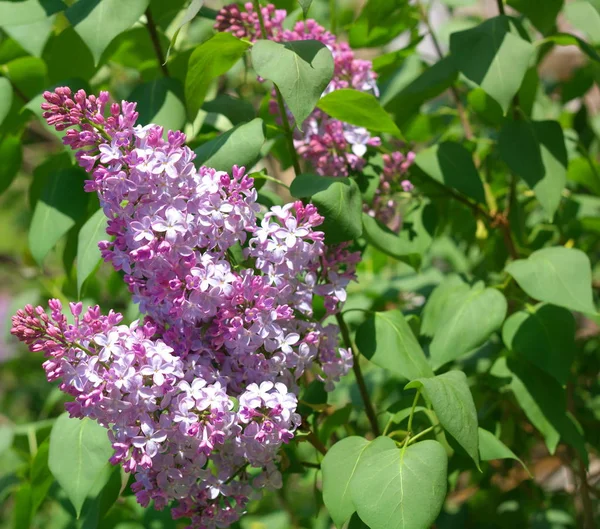 Lilac at Spring dry day Stock Image