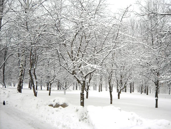 Después de las nevadas — Foto de Stock