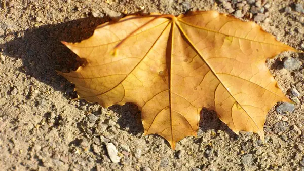 地球上のカエデの葉 — ストック写真