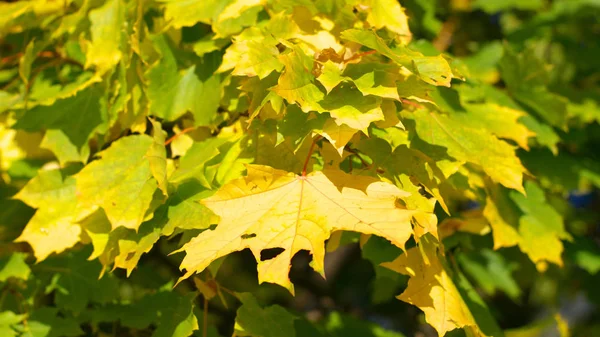 Hojas de arce amarillo en el árbol —  Fotos de Stock