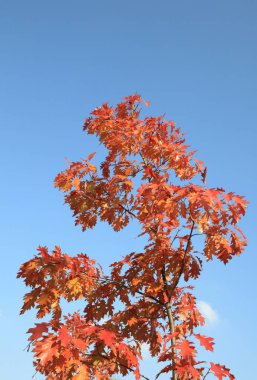 Sonbaharda kırmızı meşe yaprakları