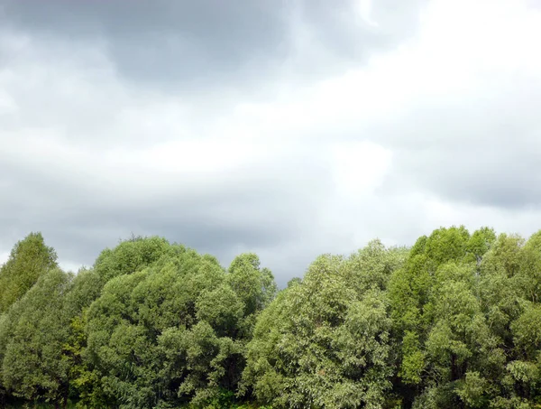 Yeşil ahşap ve alçaltıcı bulutlar — Stok fotoğraf