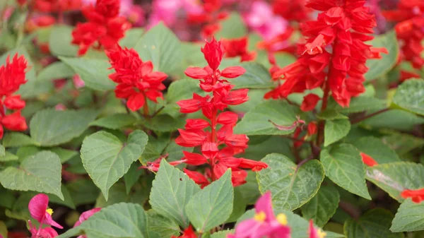 Red little flowers at dry day — Stock Photo, Image