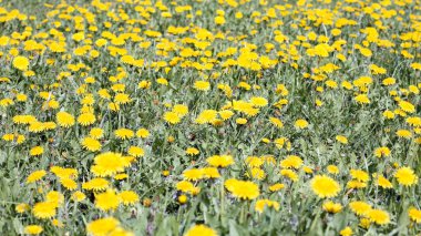 Baharda şehir parkında karahindiba.