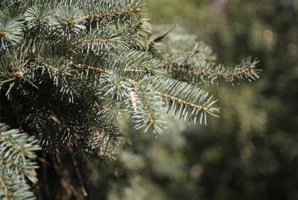 Dennenboom Droge Zonnige Dag — Stockfoto