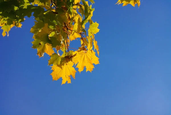 Yellow Maple Leafs Tree — Stock Photo, Image