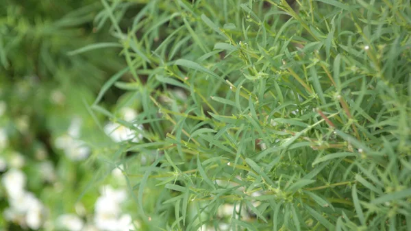 Hierba Verde Día Soleado Seco — Foto de Stock