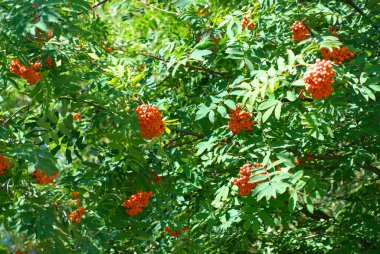 Kuru ve güneşli yaz gününde Ashberry