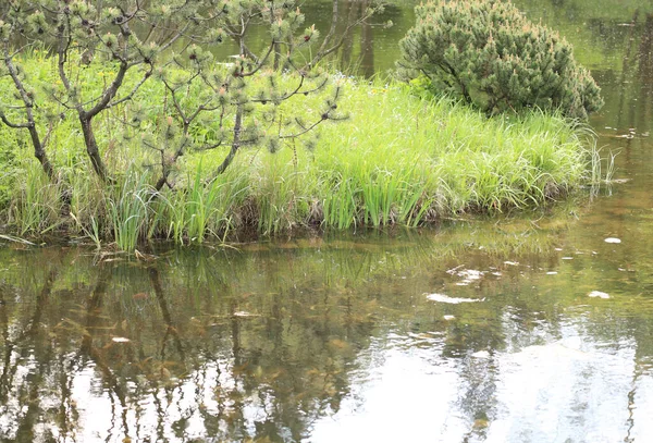 Jardin Japonais Jour — Photo