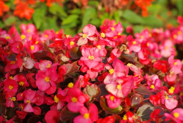 Pequenas Flores Vermelhas Dia Ensolarado Seco — Fotografia de Stock