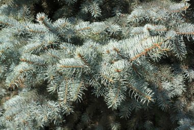 Kuru güneşli bir günde köknar ağacı