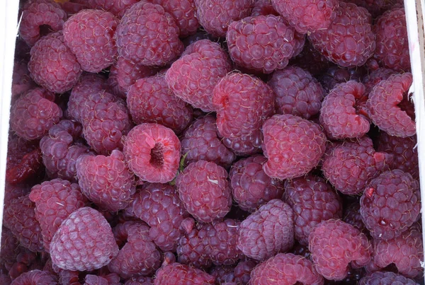 Many Raspberry Day — Stock Photo, Image
