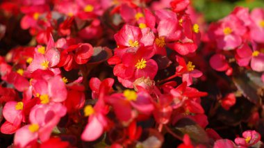 Kuru ve güneşli bir günde kırmızı küçük çiçekler