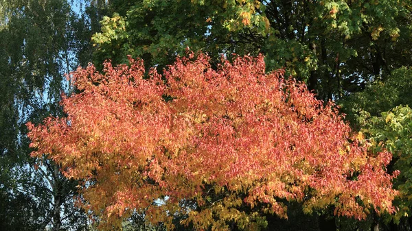 Red Yellow Leafs Autumn — Stock Photo, Image